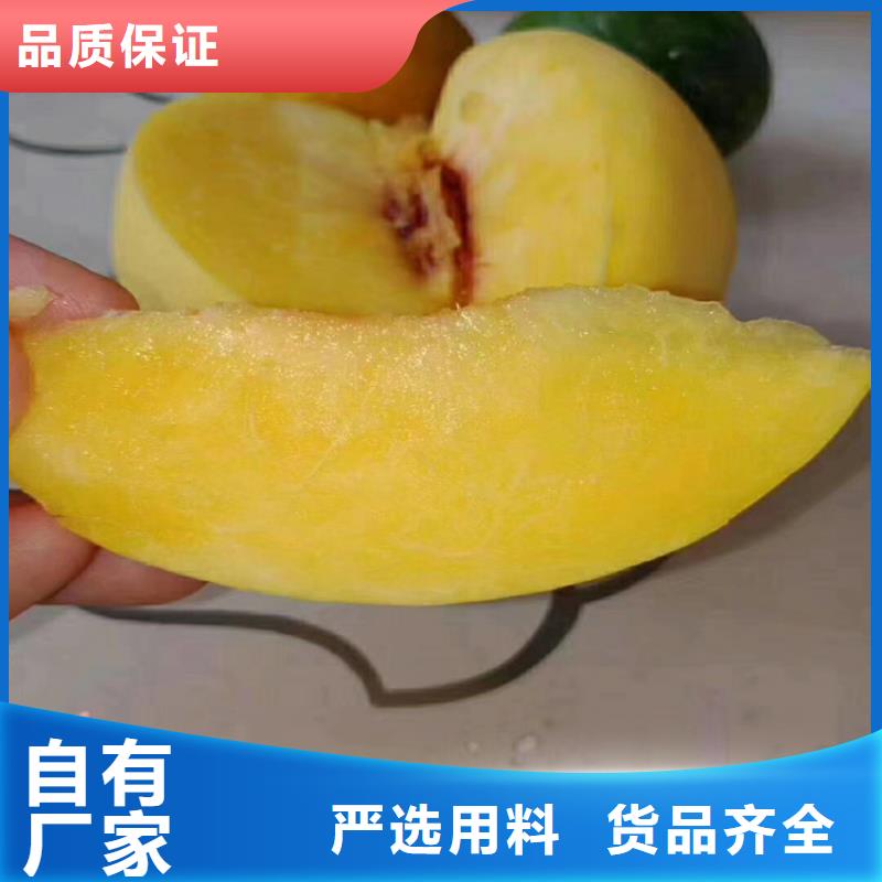 桃_西瓜苗實力公司