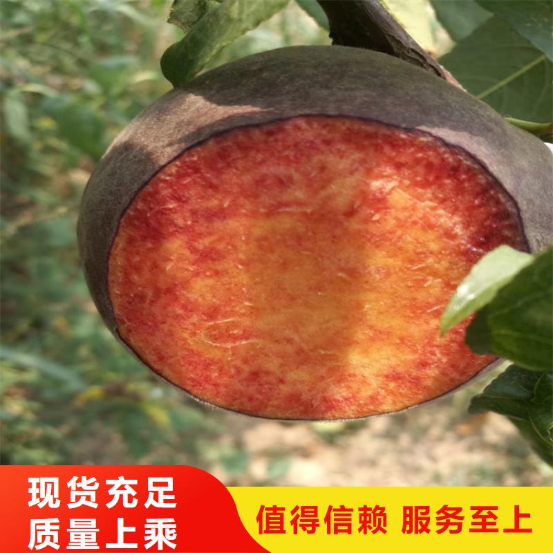 桃_西瓜苗實(shí)力公司
