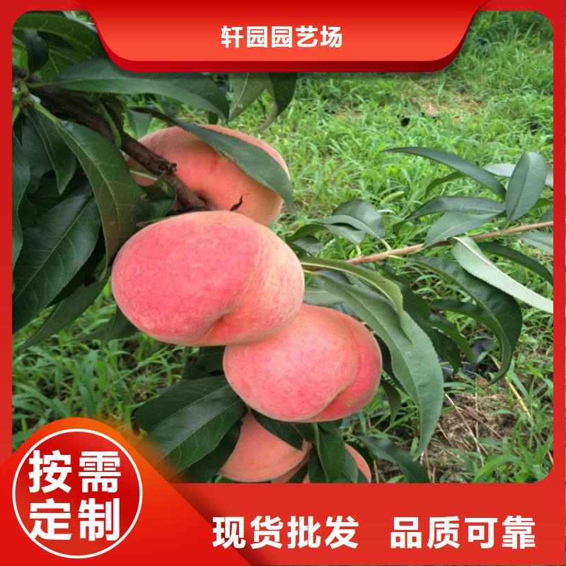 【桃葡萄苗大庫存無缺貨危機】