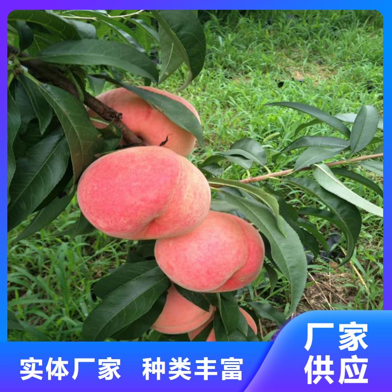 【桃】櫻桃苗現貨交易