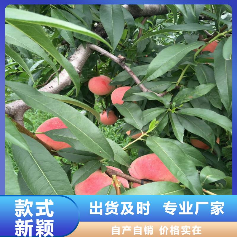 桃櫻桃苗支持拿樣