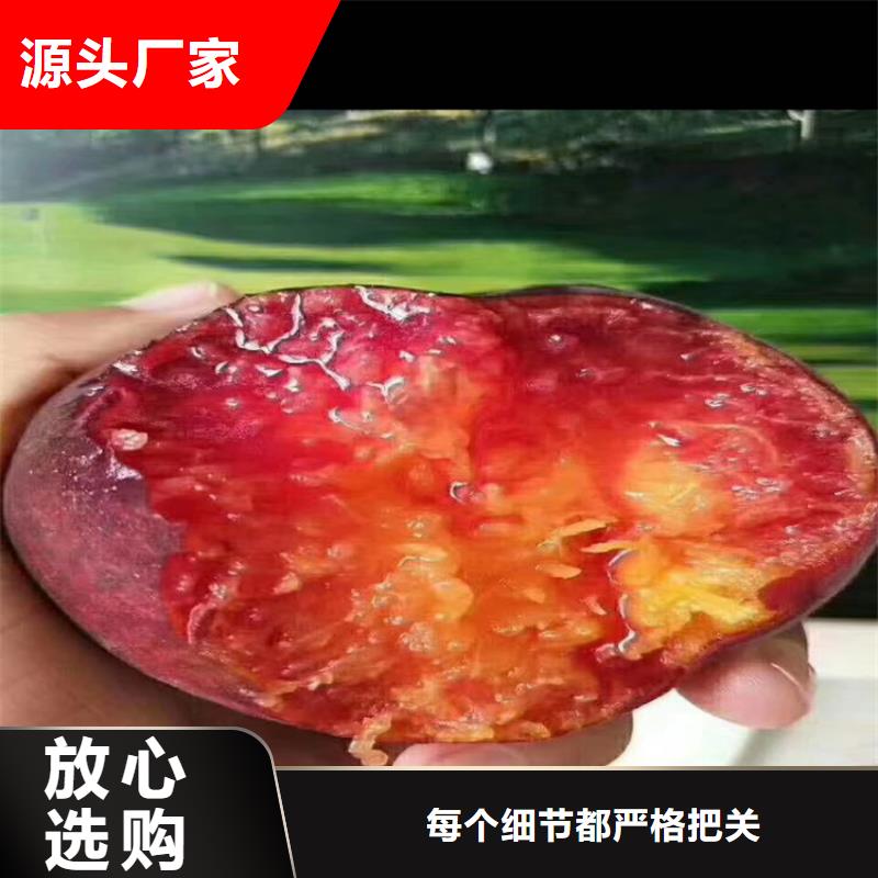 【桃】西瓜苗廠家批發價