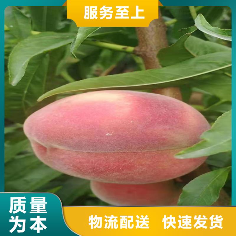 桃黄瓜苗源头实体厂商