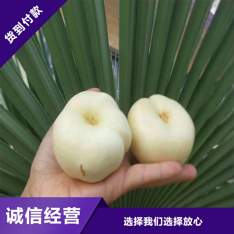 【桃】櫻桃苗現貨交易