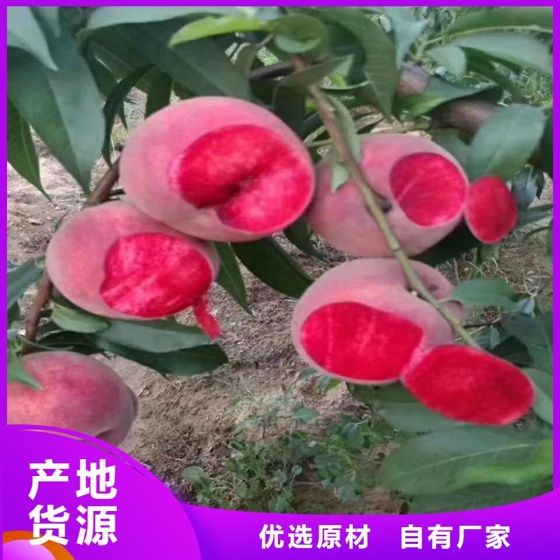 桃蘋果苗實力優品