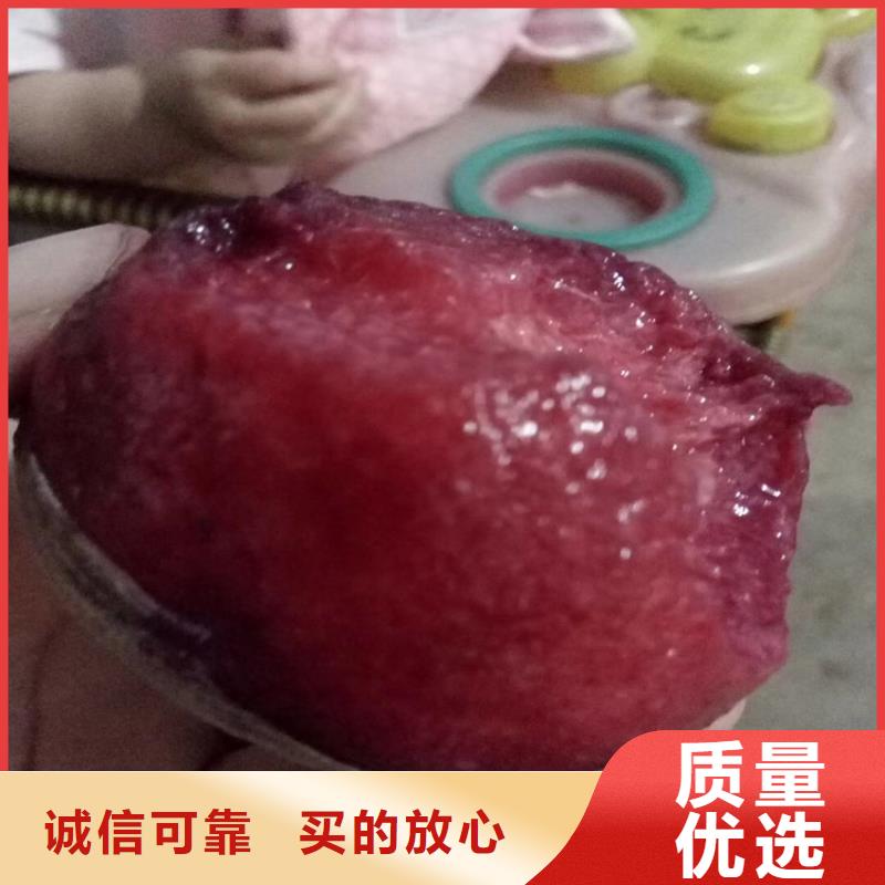 桃_【桃树苗】优质材料厂家直销