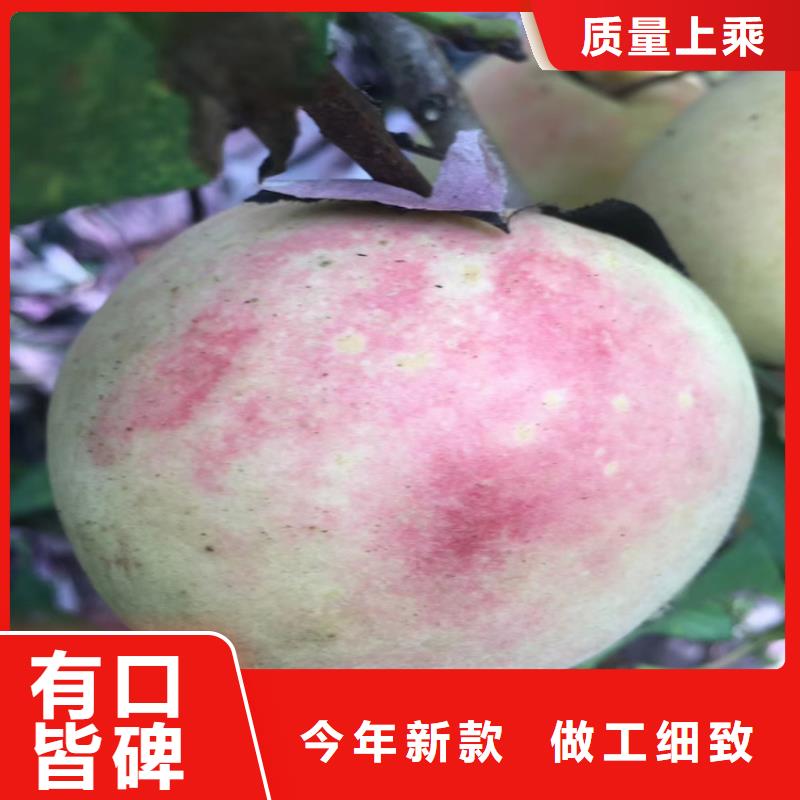 桃_西瓜苗實力公司