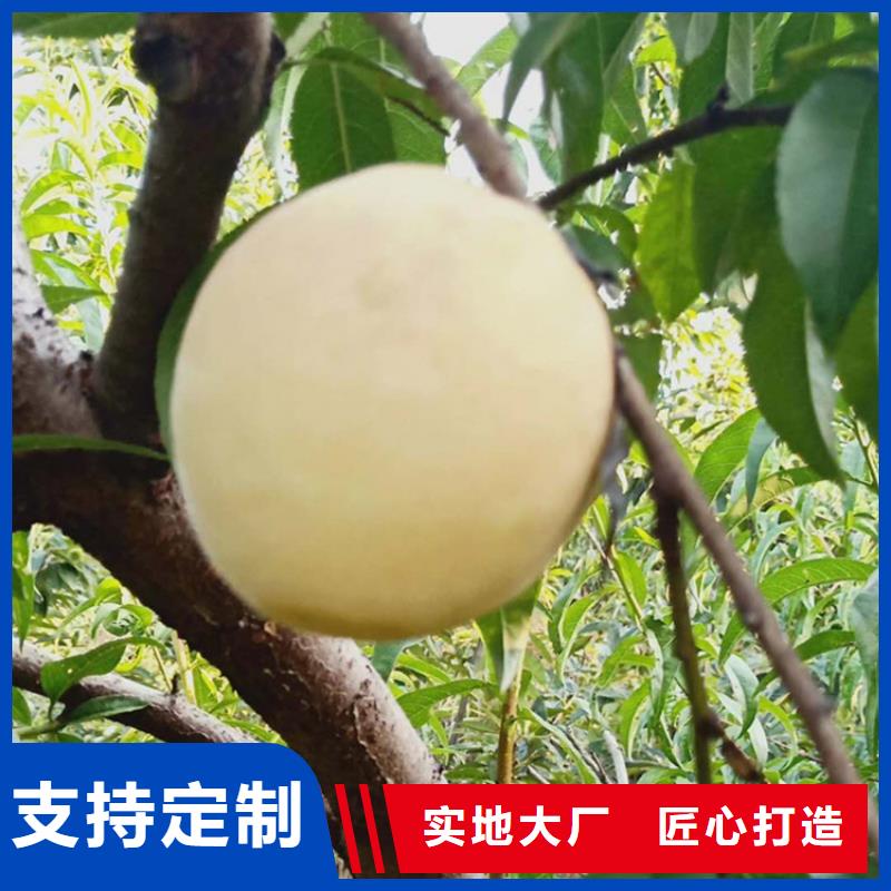 桃櫻桃苗支持拿樣