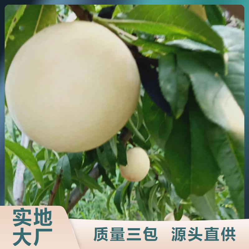 【桃】蘋果苗經(jīng)久耐用
