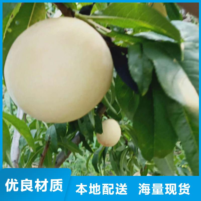 桃,獼猴桃苗多種場景適用
