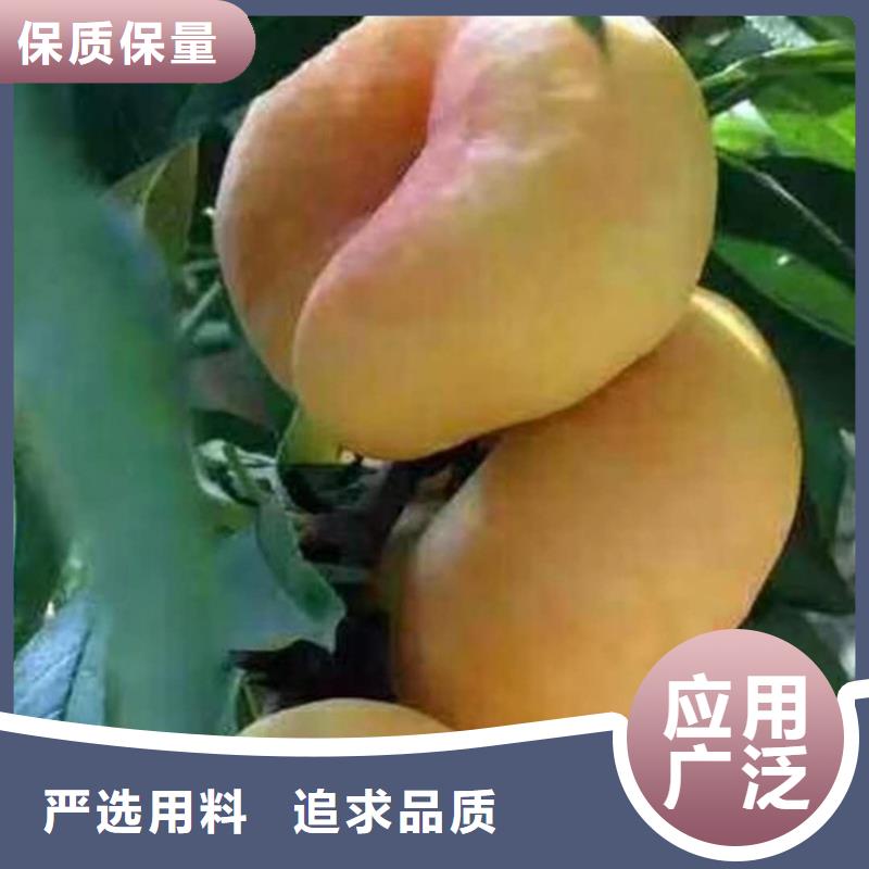 桃,猕猴桃苗多种场景适用