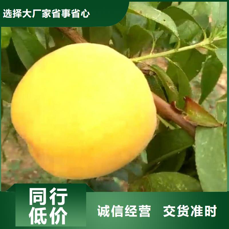 桃蘋果苗實力優品