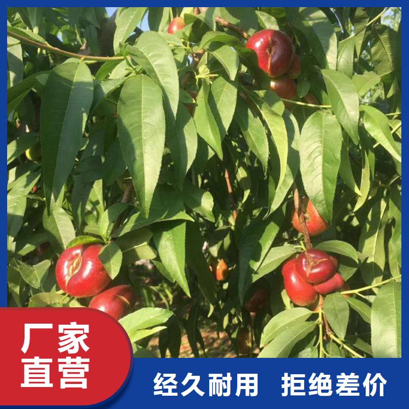 桃石榴苗物美價優