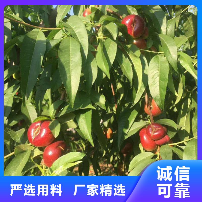 【桃】櫻桃苗現貨交易