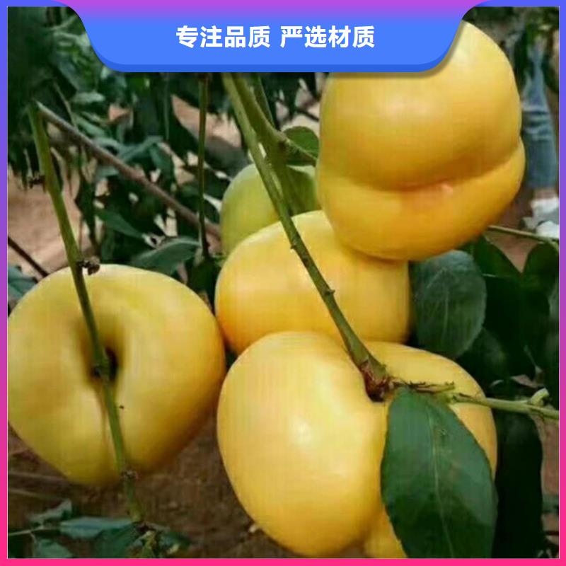 桃櫻桃苗支持拿樣