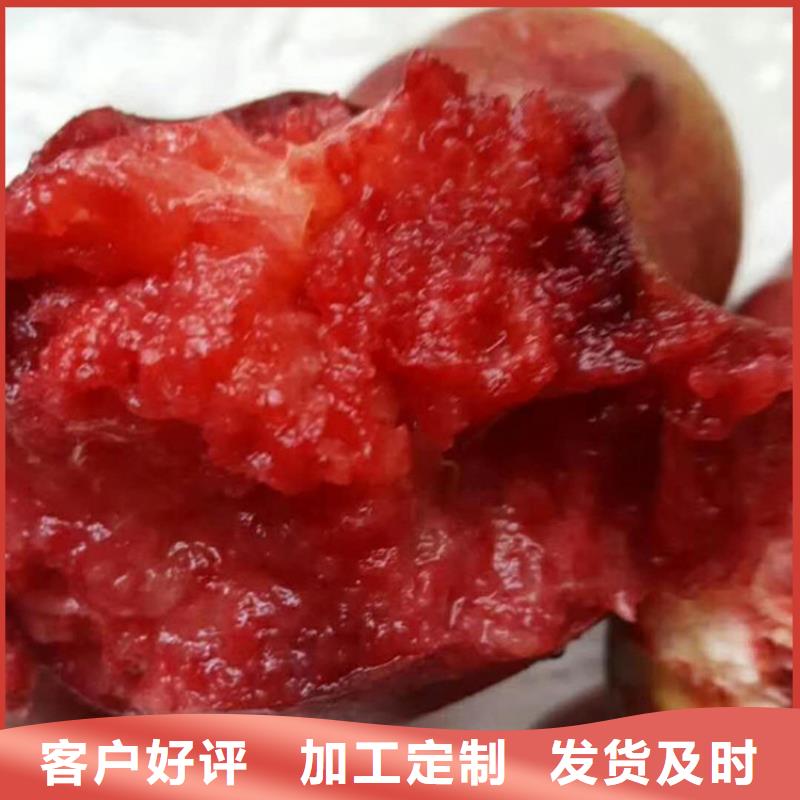 桃,李树苗批发商