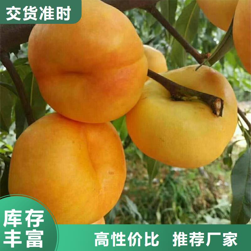 【桃】蘋果苗經(jīng)久耐用