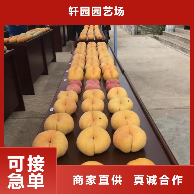 【桃】西瓜苗廠家批發價