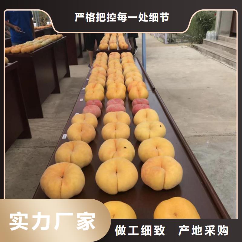 桃_西瓜苗實(shí)力公司