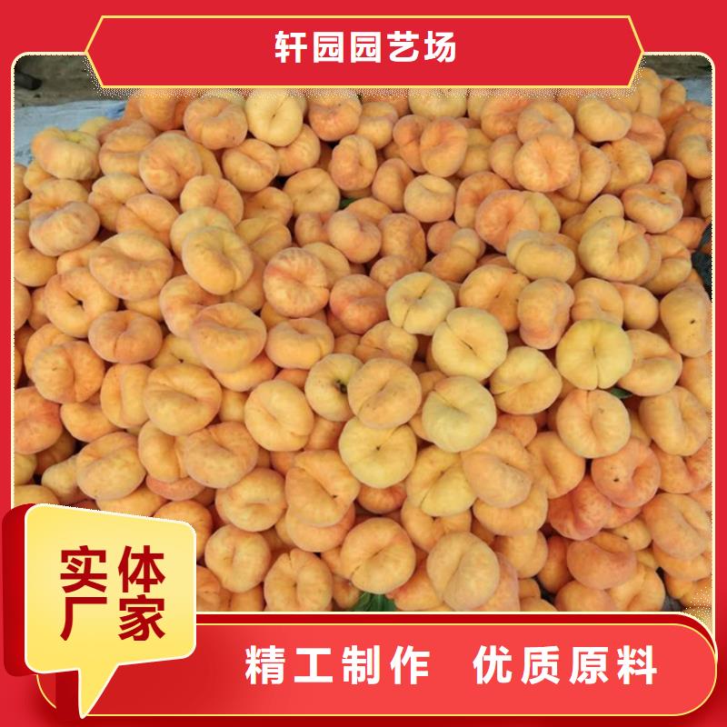 桃草莓苗工廠直營(yíng)