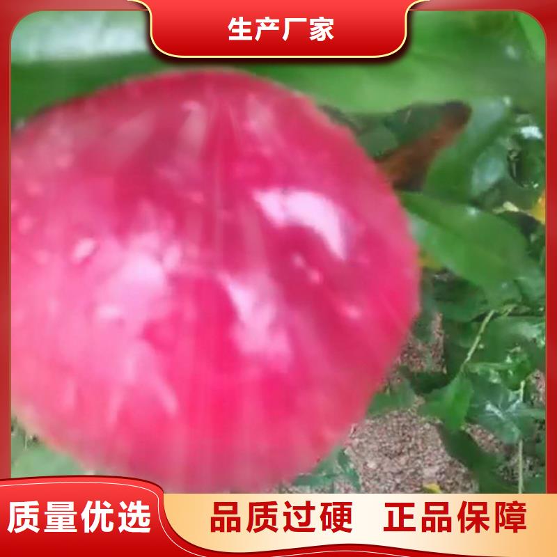 【桃】-桃樹苗經久耐用