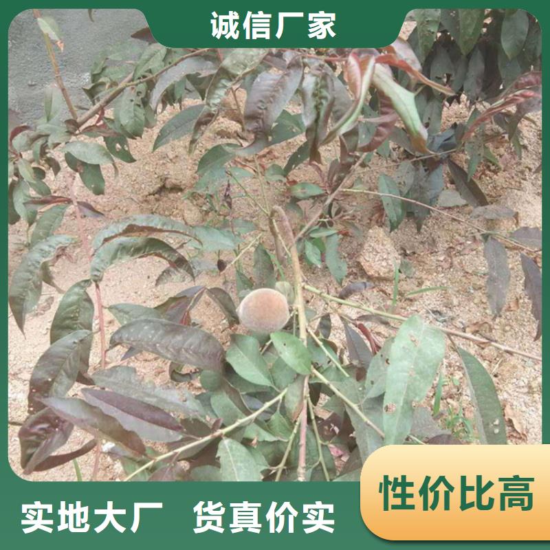 桃_西瓜苗實(shí)力公司