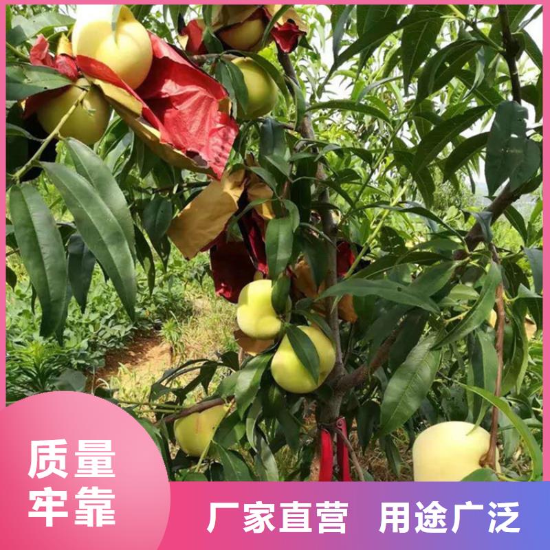 桃櫻桃苗貨真價實