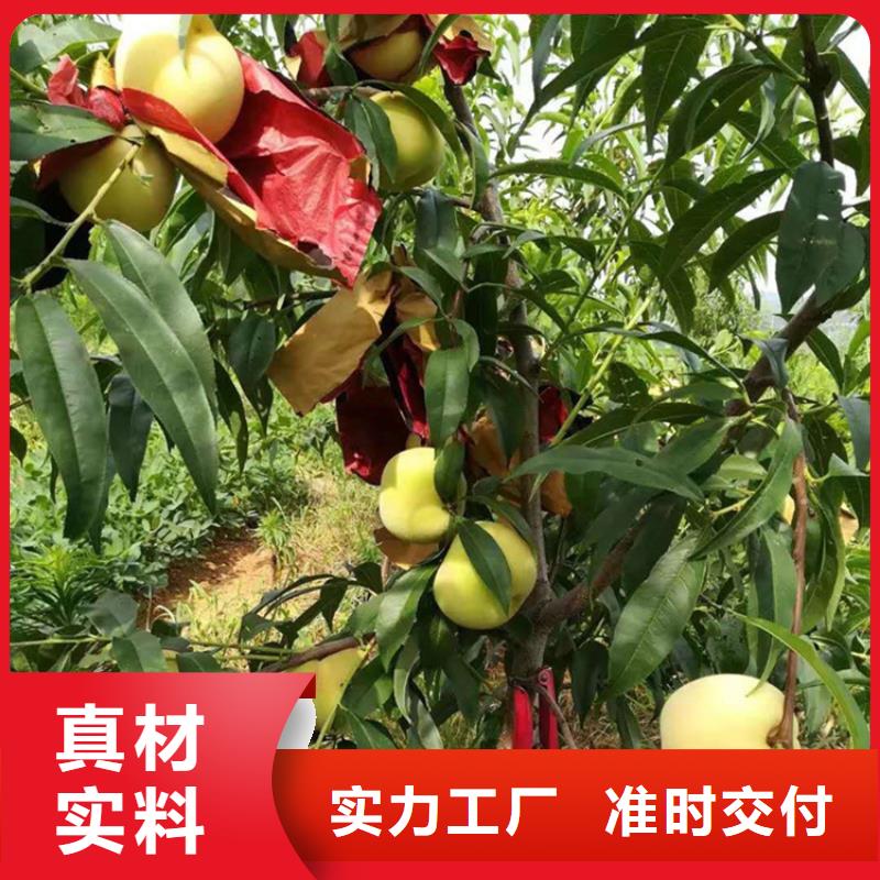 桃_西瓜苗實力公司