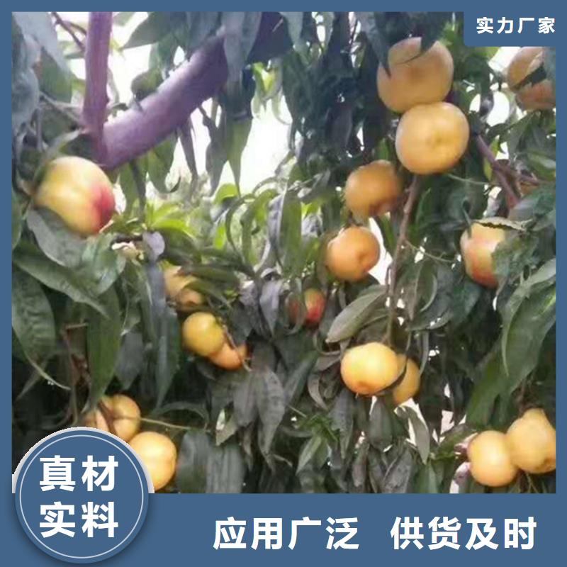桃桃樹苗豐富的行業經驗