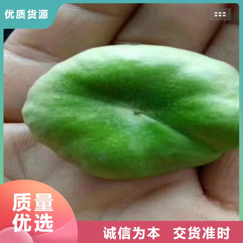 桃石榴苗物美價優