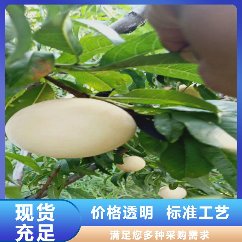 桃黄瓜苗源头实体厂商