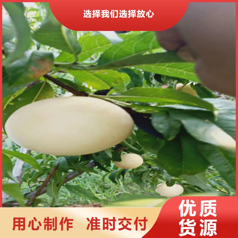 【桃】西瓜苗廠家批發價