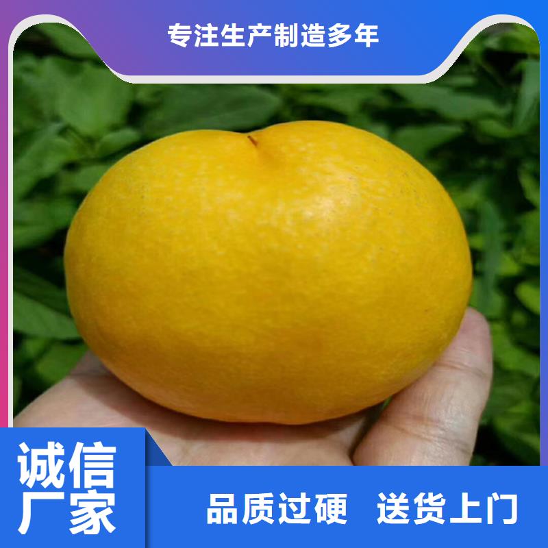 桃_西瓜苗實(shí)力公司