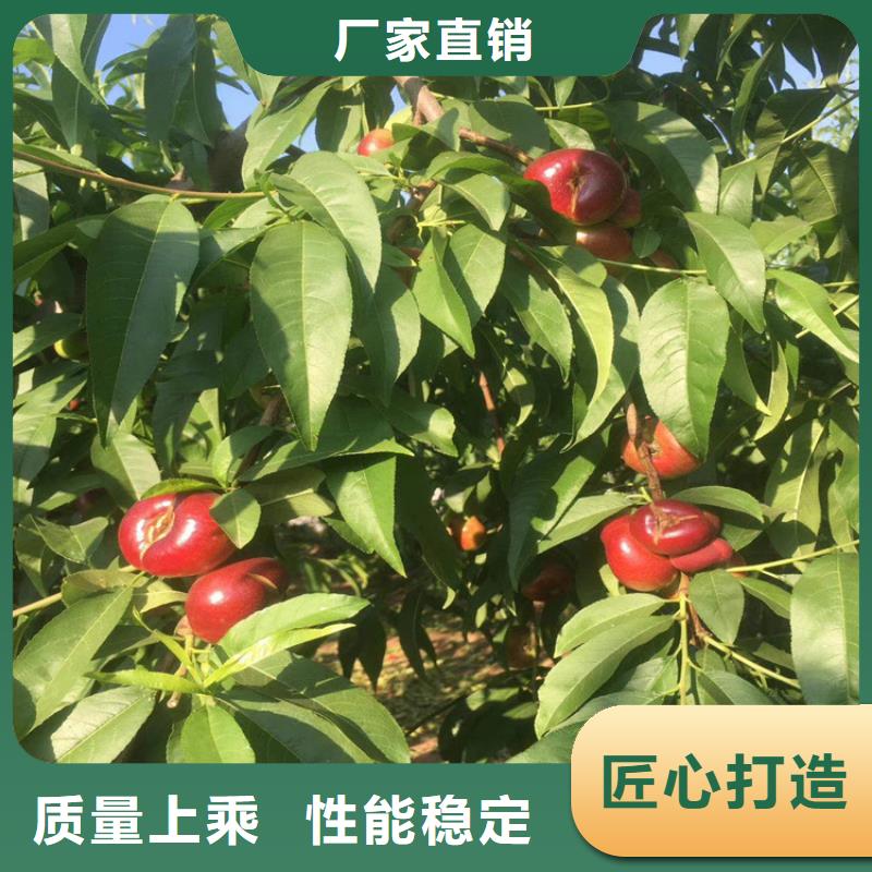 桃草莓苗工廠直營(yíng)