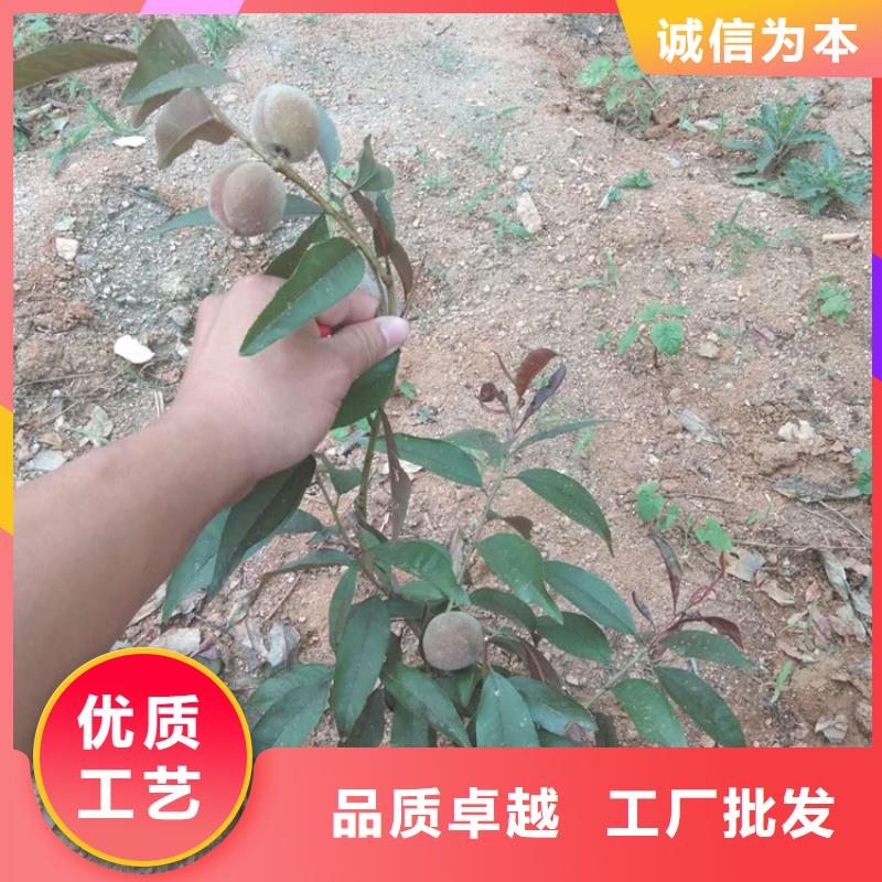 桃草莓苗工廠直營(yíng)