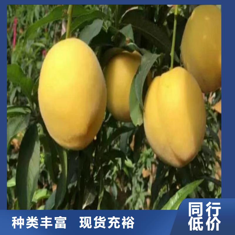桃3公分軟籽石榴苗廠家實力大