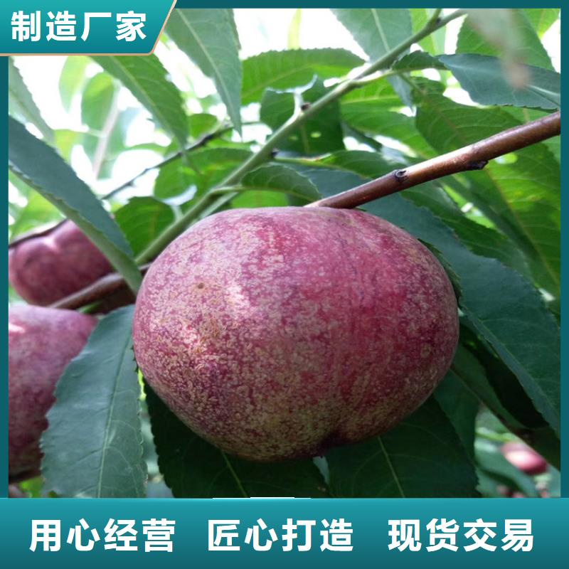 桃櫻桃苗支持拿樣