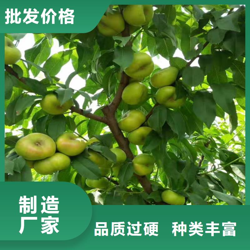 【桃】西瓜苗廠家批發價