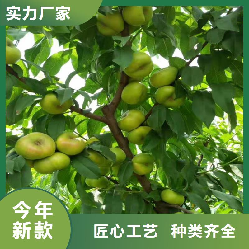 桃石榴苗物美價優