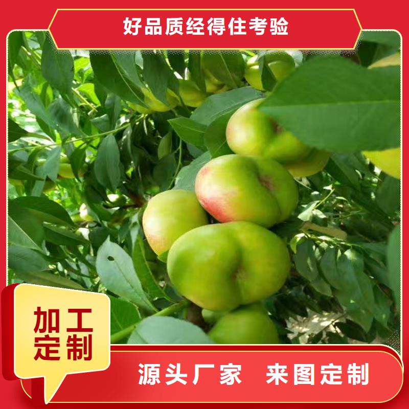 桃蘋果苗實力優品