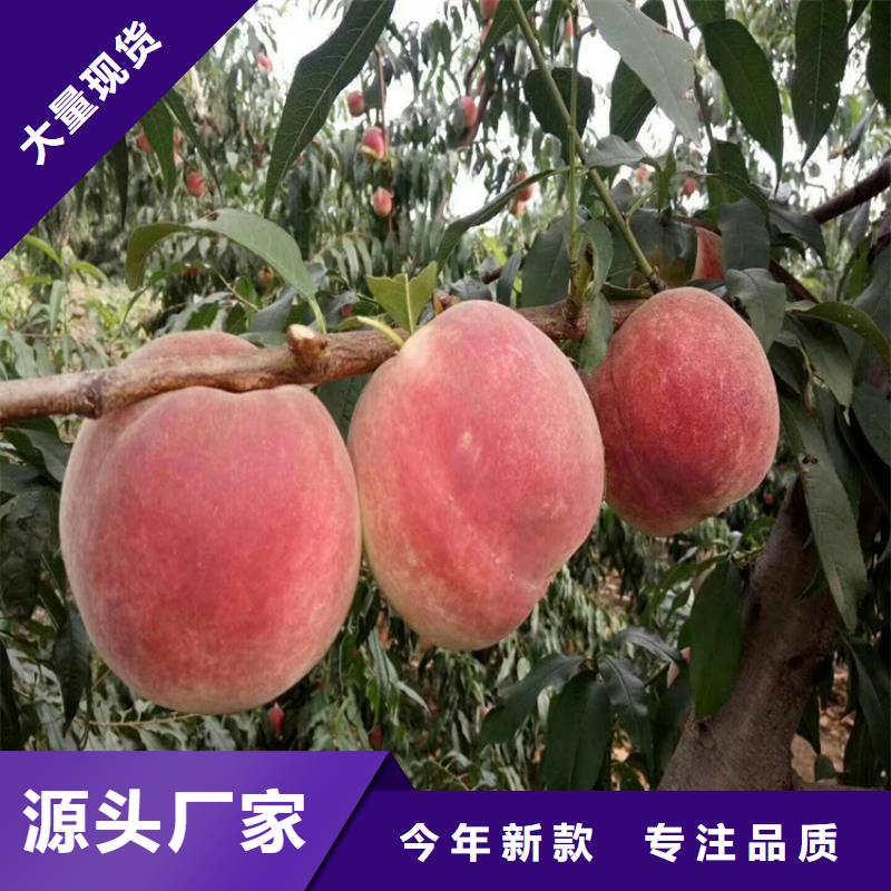 桃,獼猴桃苗多種場景適用