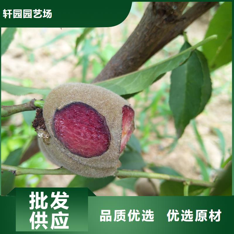 桃,獼猴桃苗多種場景適用