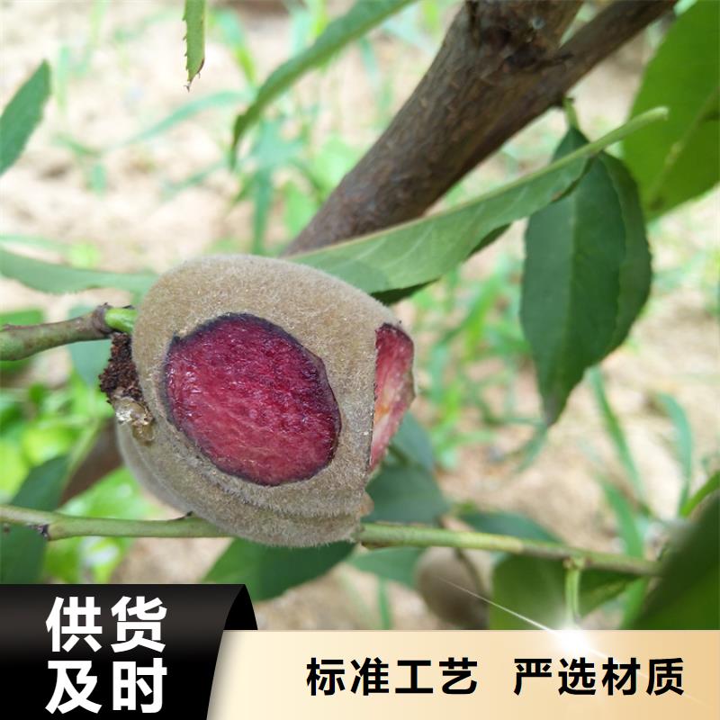 【桃】蘋果苗經(jīng)久耐用