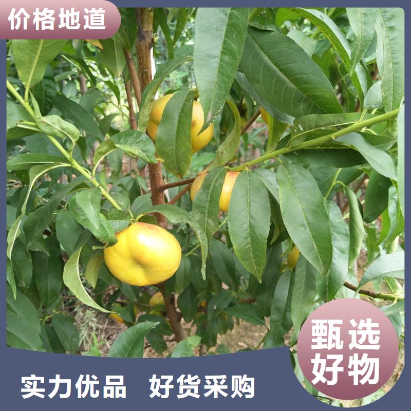 桃_【桃树苗】优质材料厂家直销
