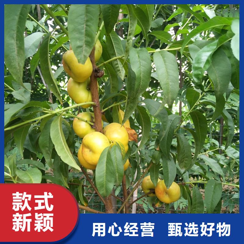 桃櫻桃苗貨真價實