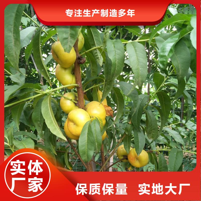桃_西瓜苗實力公司