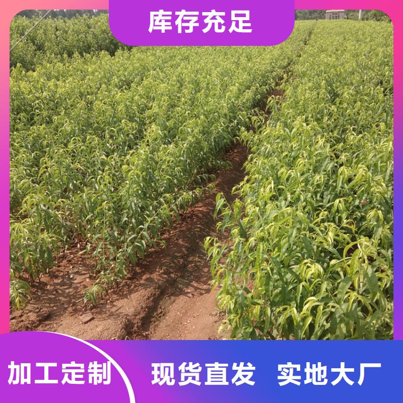 桃_【桃树苗】优质材料厂家直销