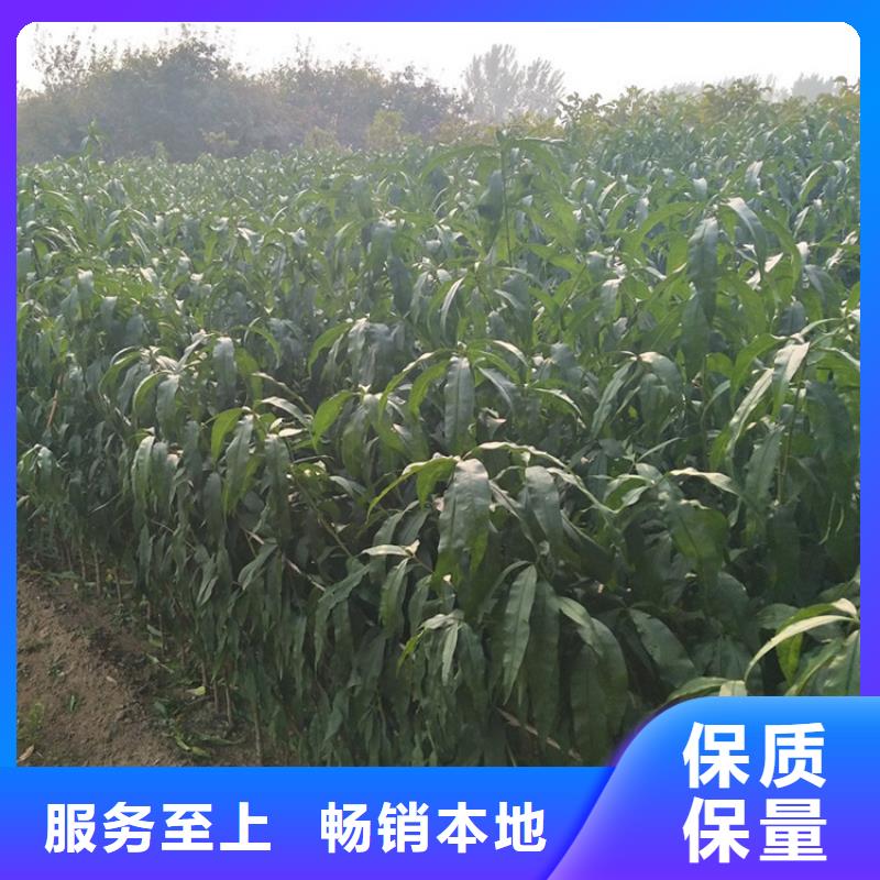 桃草莓苗工廠直營(yíng)