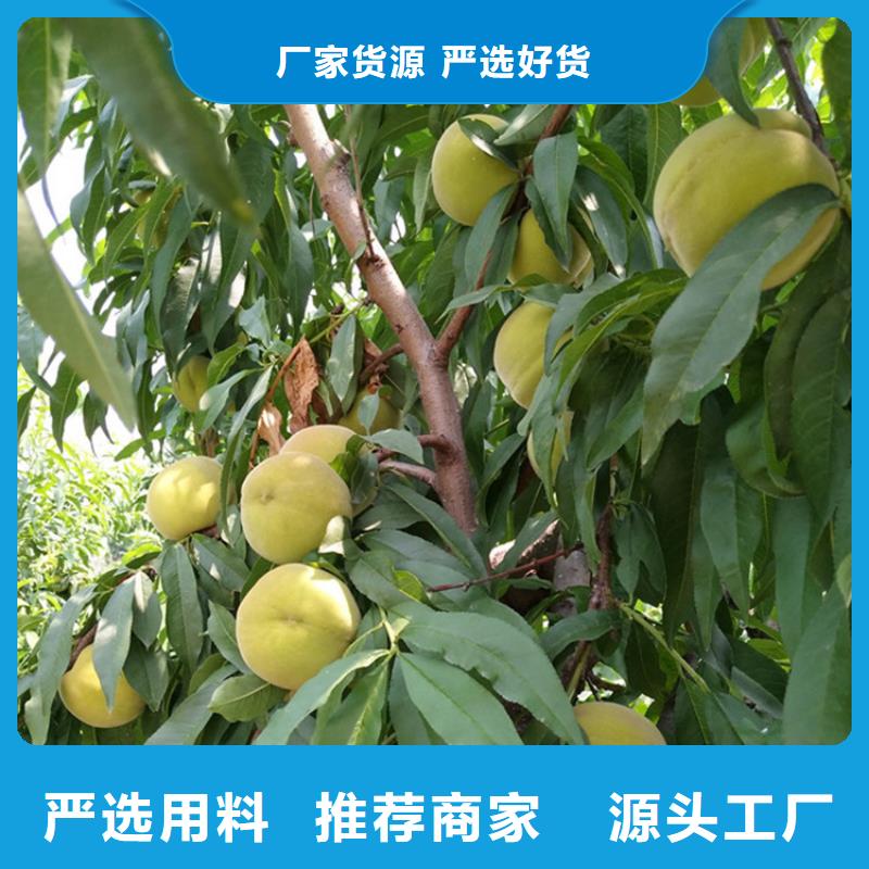 桃桃樹苗豐富的行業經驗