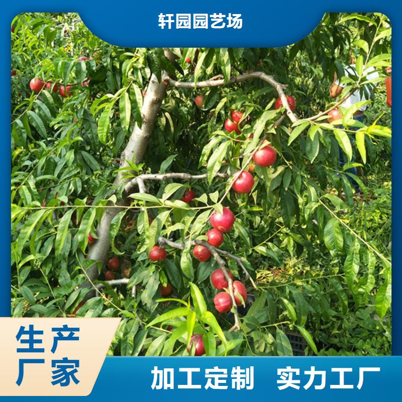 桃桃樹苗豐富的行業經驗